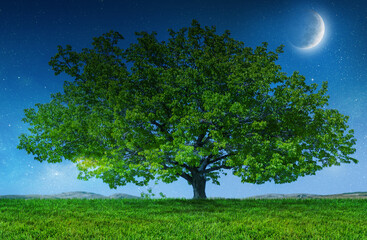 Wall Mural - tree and moon, green grass field landscape in night