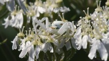 Flower Crab Spider, Misumena Vatia On A White Flower