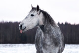 Fototapeta Mapy - Grey andalusian horse sticking a tongue out in the winter paddock. Animal portrait.