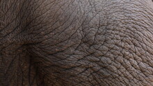 Elephant Skin. Abstract Background Of Dark Elephant Skin Texture. Selective Focus