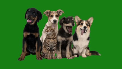 Wall Mural - group of pets on green background