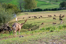 Herd Of Deer In The Nature Park Of Cabárceno. Cantabria
