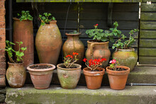 A Collection Of Old Weathered Plant Pots Of Various Sizes Some With Red Flowers Some Empty