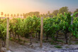 Vineyard during sunrise