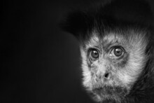 Closeup Of Tufted Capuchin Monkey (Sapajus Apella) Isolated On Black Background And Copy Space