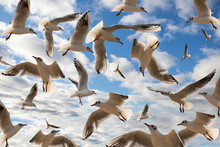 Seagulls Flying In The Blue Sky.