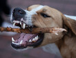 dog gnaws a stick, dog jaw