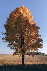 Aufkleber - Autumn forest background. Vibrant color tree, red orange foliage in fall park. Nature change Yellow leaves in october season Sunny day weather, bright light banner frame