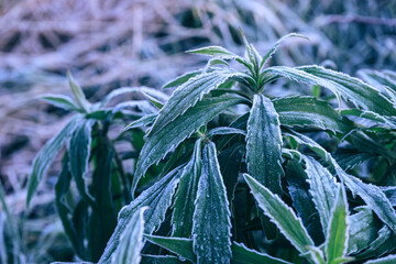 Aufkleber - Close up beautiful surface of frozen plant background winter-autumn .