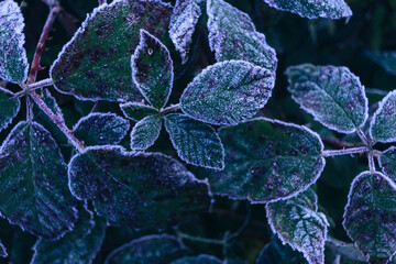 Aufkleber - Close up beautiful surface of frozen plant background winter-autumn .