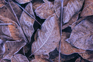 Aufkleber - Close up Brown Frozen leaves background texture symbolizing winter, autumn and spring  mornings