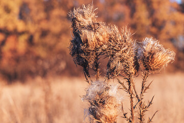 Poster - Photo of dry flower Arctium láppa, large burdock. Close-up of a dry flower at sunset. Dry flower foliage
