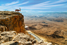  Sinai Ibex On A Steep Cliff