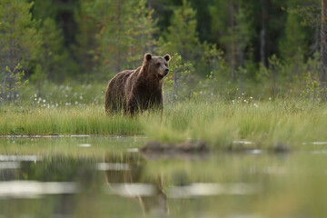 Wall Mural - brown bear in the summer forest scenery after sunset