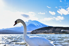 Swans Of Mt. Fuji And Lake Yamanaka