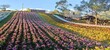 The San-Tseng-Chi Urban Park on a bright sunny day with colorful flower fields on the hillside under blue clear sky during Flower Festival, in Beitou District, Taipei City, Taiwan