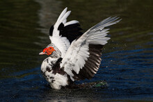Muscovy Duck Flapping Wings