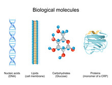 Types Of Biological Molecule: Carbohydrates, Lipids, Nucleic Acids And Proteins