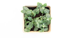 A Top View Of The Nerve Plant In A Square Pot On A White Background.