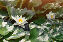 A White Water Lily Blooms In A Pond. The Concept Of Purity And Romance In Nature