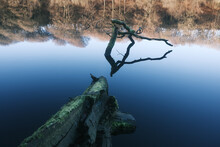 Fallen Tree Lying In The Lakes Cold Still Waters Moody Lonely With A Sense Of Peace And Tranquillity 