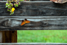 Orange Question Mark Butterfly On Wooden Board