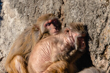 猿　家族　抱き合う　寝る