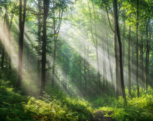 Natural Forest Of Beech Trees, Sunbeams Through Fog Create Mystic Atmosphere	