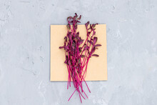 Flat Lay Top View Of Fresh Amaranth Microgreens On Gray Concrete Background. Healthy Lifestyle. Growing Sprouts. Green Living Concept. Organic Food.
