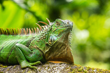 Green Iguana, Arenal National Park, La Fortuna, Costa Rica