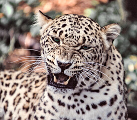 a snarling persian leopard shows her displeasure