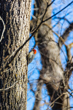 Red-bellied Woodpecker On Tree In Northwest Iowa