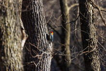Red-bellied Woodpecker Perched On A Tree In The Woods Of  Northwest Iowa