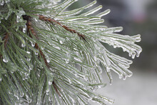 Ice-covered Branches Of Pine With Icicles, Close Up. Icing Trees On A Winter Day After Freezing Rain In Ukraine.