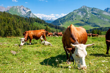 Cows In A Mountain Field. La Clusaz, France