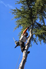 Canvas Print - Élagueur suspendu à des cordes, élagage d'un arbre à l'aide d'une tronçonneuse pour couper les branches. L'homme adulte porte un équipement de sécurité complet. 