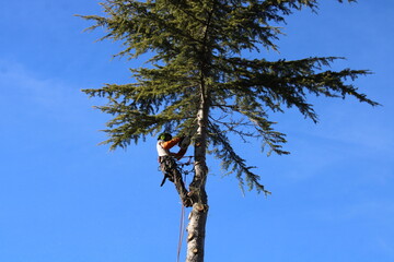 Wall Mural - Élagueur suspendu à des cordes, élagage d'un arbre à l'aide d'une tronçonneuse pour couper les branches. L'homme adulte porte un équipement de sécurité complet. 