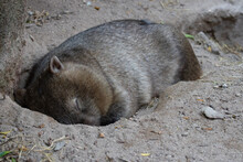 Close Up Cute Sleeping Wombat