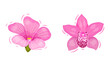 Bright Pink Tropical Flower with Cypripedium or Orchid Vector Set