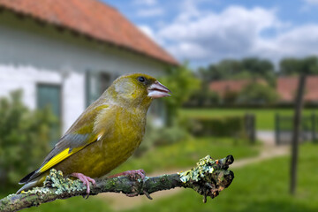 European greenfinch (Chloris chloris / Carduelis chloris) male perched in tree in garden