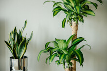 Decorative plants sansevieria trifasciata in a mirror pot and dracaena scented on a white table in the interior, snake plant, striped leaves. Interior elements.The concept of decor