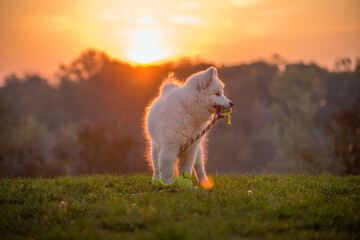 Wall Mural - Samoyed puppy plays with his rope in the green dog meadow. The white fur shines in the orange sunlight. In the background the orange sky with the setting sun.