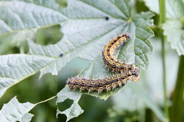 two caterpillars eating plant leaves