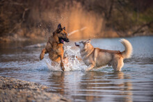 Husky And A German Shepherd Play Together In The Water. Dog Friendship At The Lake.