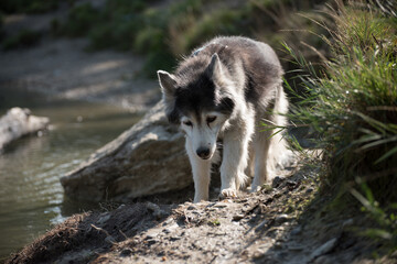 Wall Mural - Old husky in the dog meadow. Portrait of an aging husky on the bank of a lake.