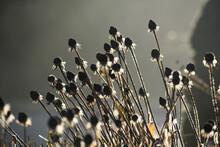 Rudbeckia Seed Heads In Winter