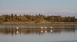 panorama with small group of flamingos walking behind in larnaka salt lake, cyprus