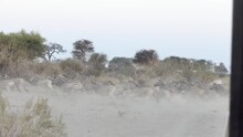 Zebras Gallop In A Thick Smoke Of Sand Near Boteti River - Okavango BW