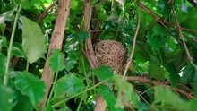 Nest On The Coffee Tree