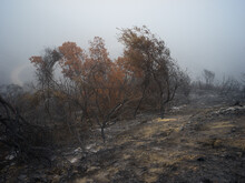 Burnt Mountain After Fire 